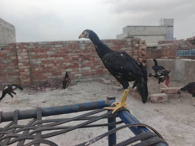 Aseel chicks