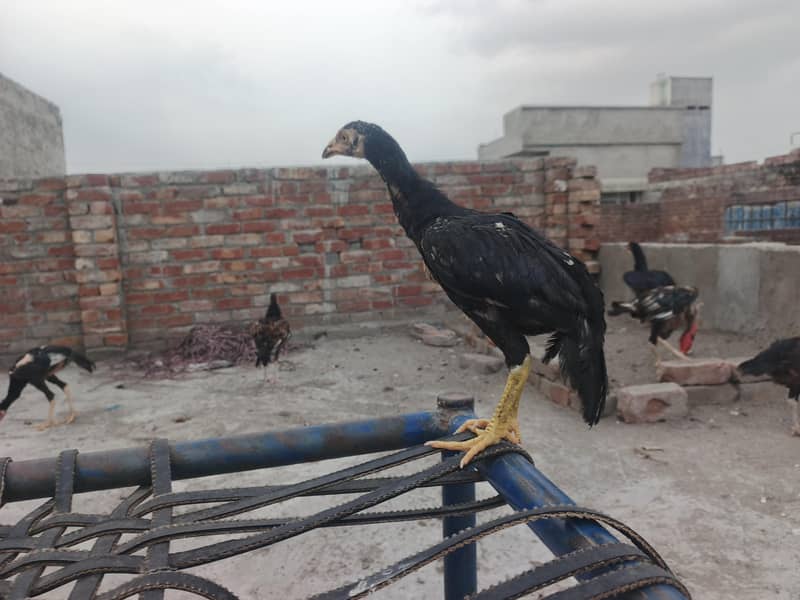 Aseel chicks 0