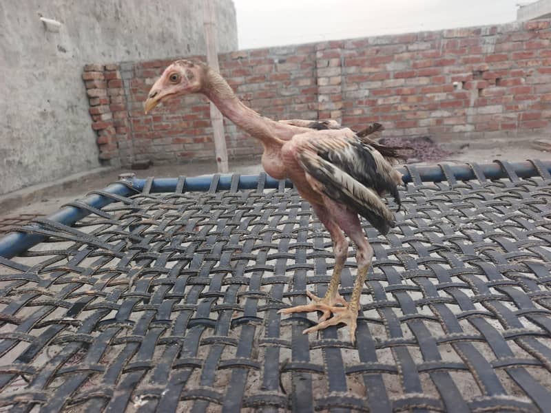 Aseel chicks 3