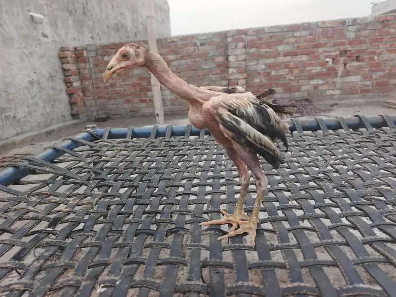 Aseel chicks — photo 4