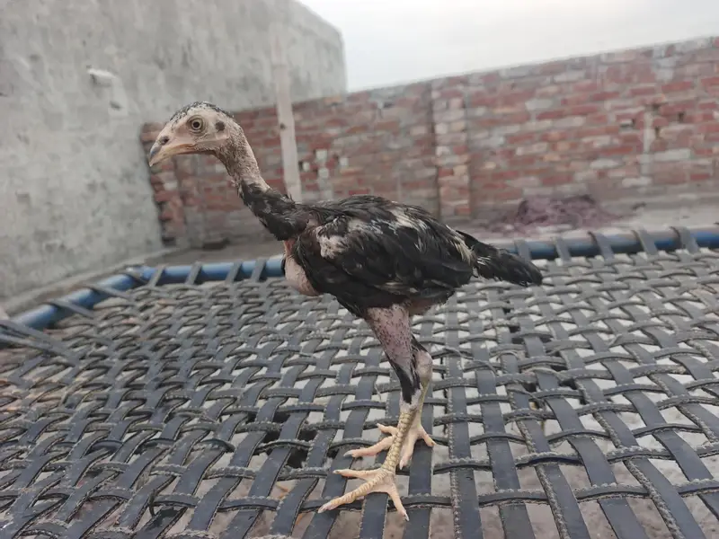 Aseel chicks — photo 5