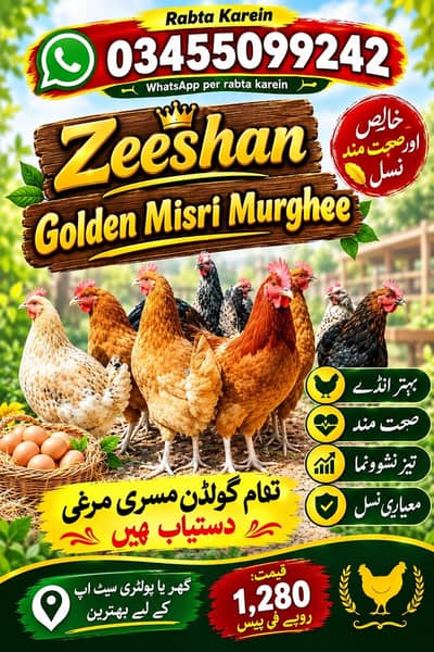 Golden Misri murghiyan