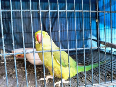 pineapple conure Green chick all pairot