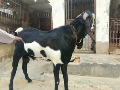 Goat for Sale