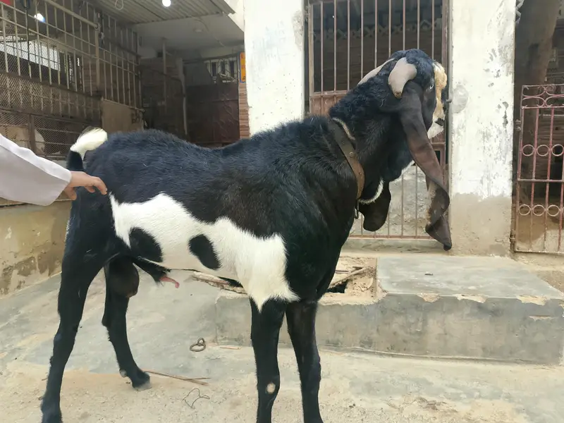 Goat for Sale