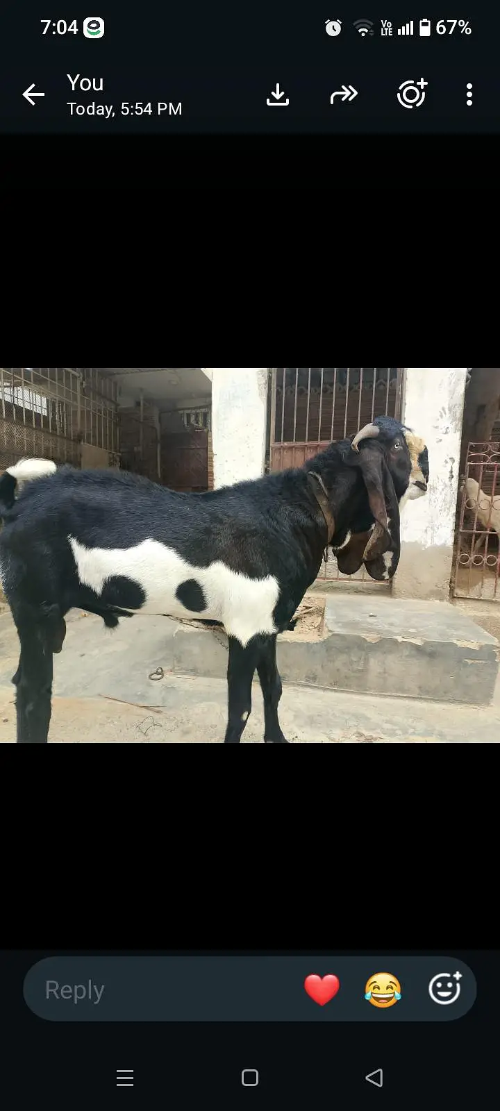 Goat for Sale — photo 2