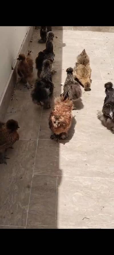 silkie pair for sale