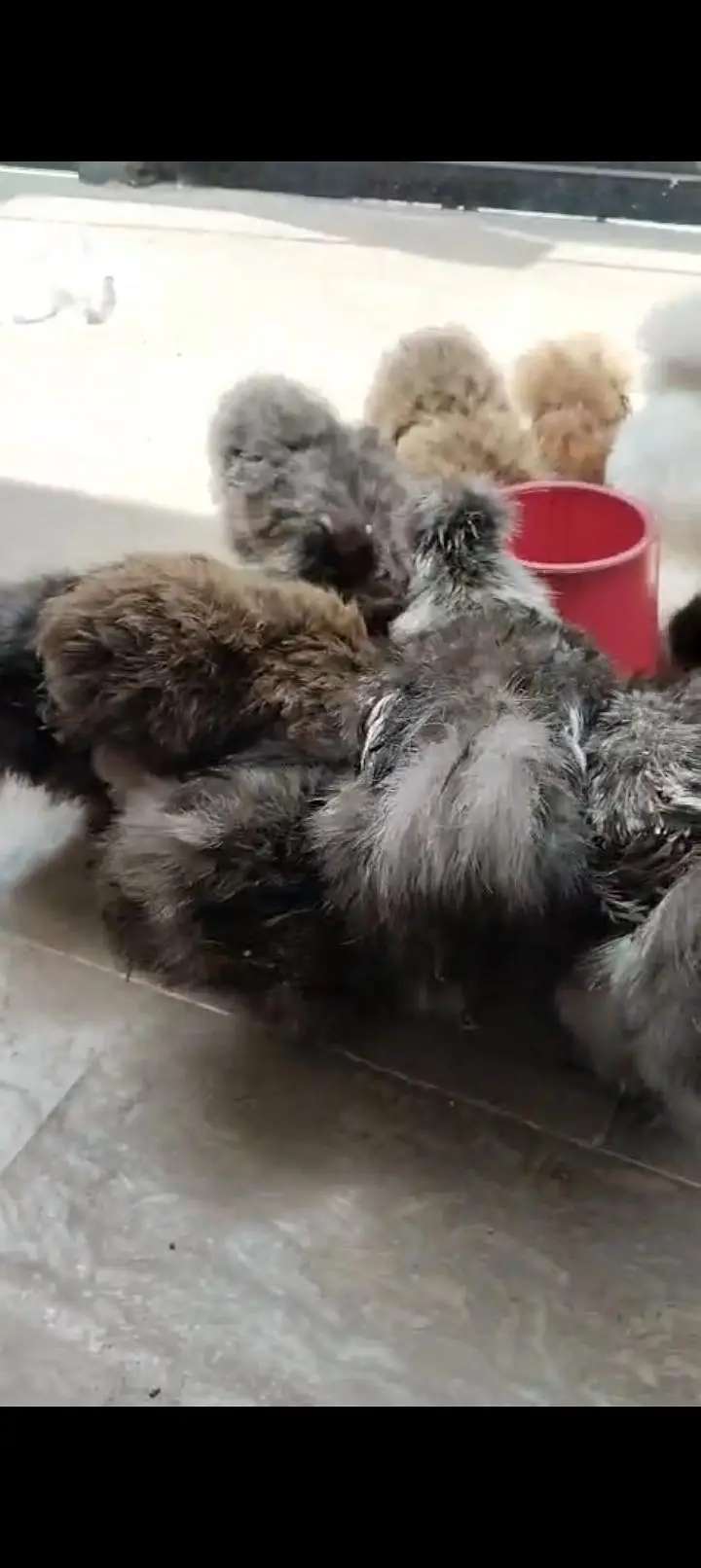 silkie pair for sale — photo 2