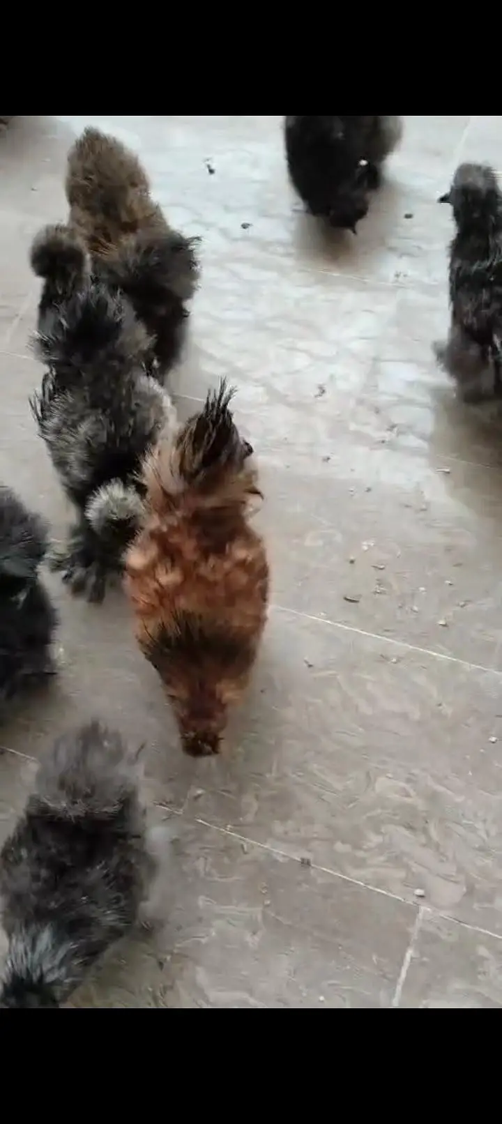 silkie pair for sale — photo 3