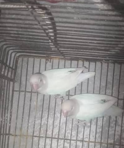 LoveBirds For Sale