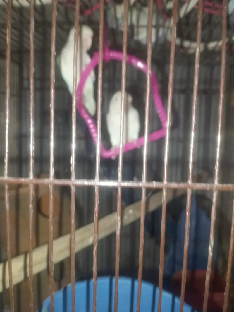 LoveBirds For Sale — photo 2