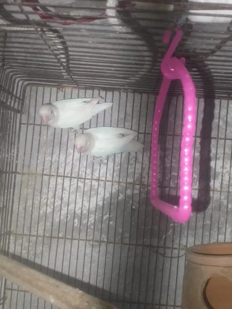LoveBirds For Sale — photo 3