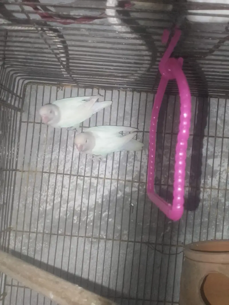 LoveBirds For Sale — photo 4
