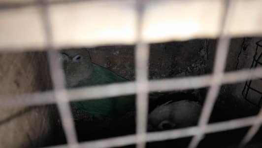 Conure Breeder pair with Dna