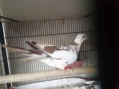 Dove khumary Fakhta