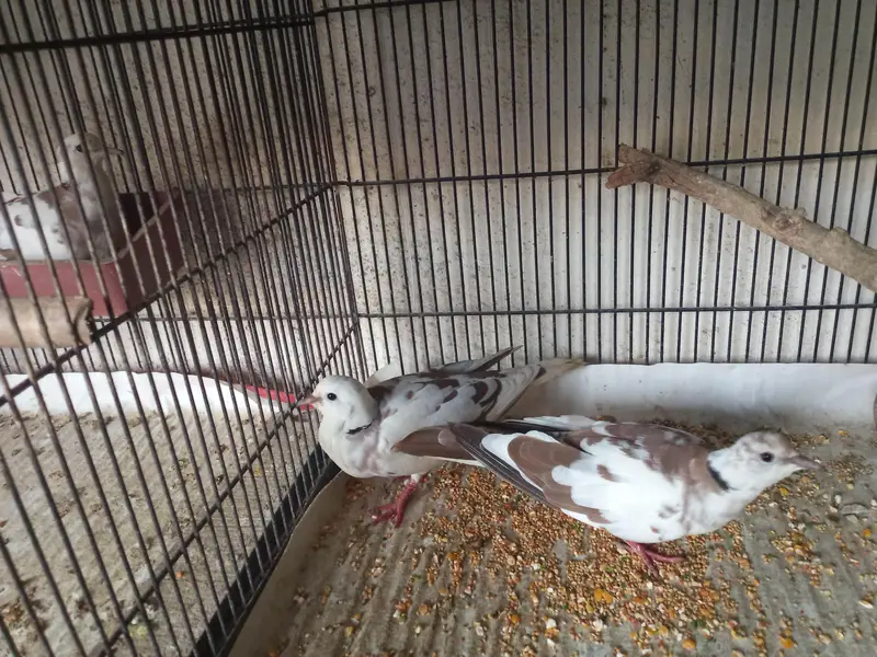 Dove khumary Fakhta — photo 5