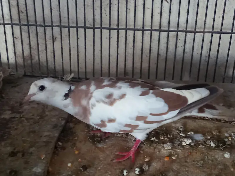 Dove khumary Fakhta — photo 6