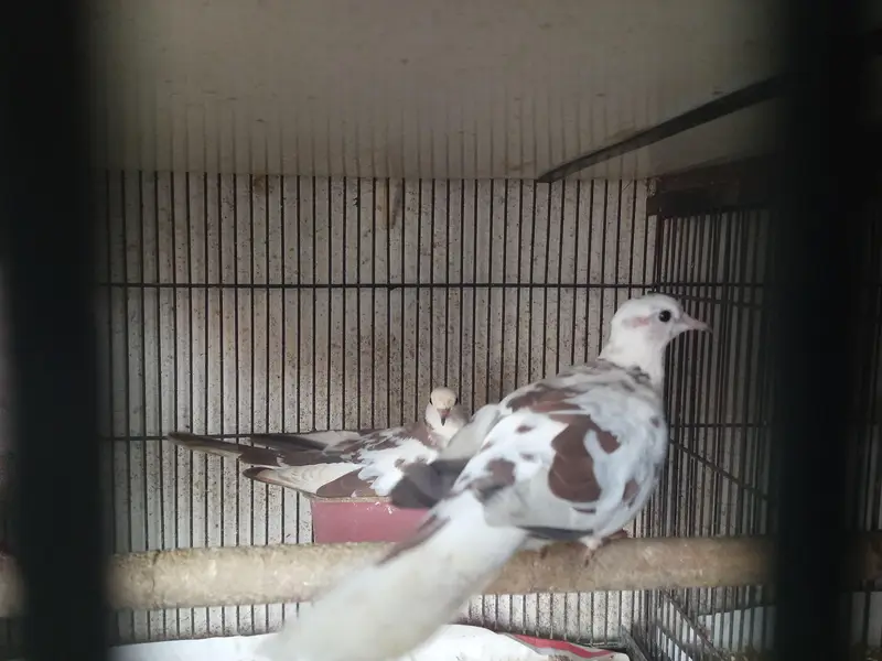 Dove khumary Fakhta — photo 7