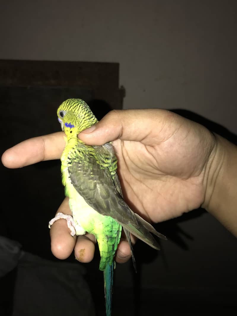Jumbo king size 4