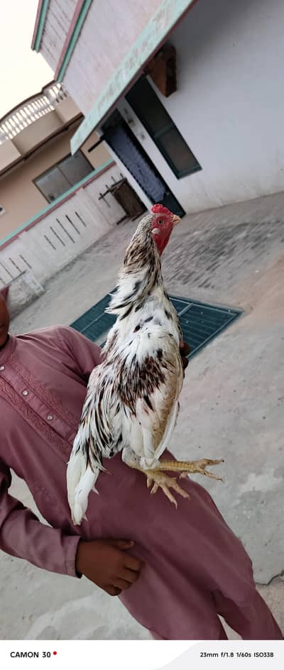 wattsp 0337.160,8707 Aseel pthaa for sale, Location sangla hill. city'