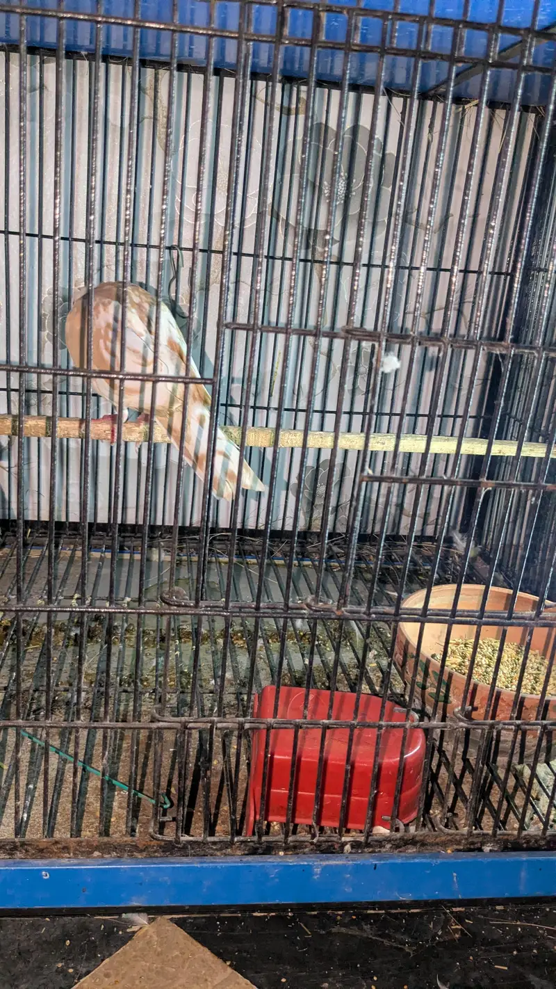 khumre arjant sale — photo 3
