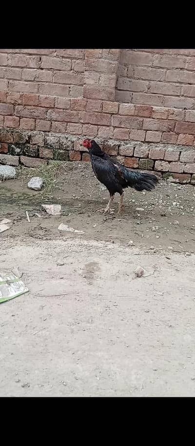 Mushki  female for sale