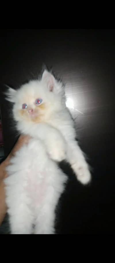 punch face triple coat kitten