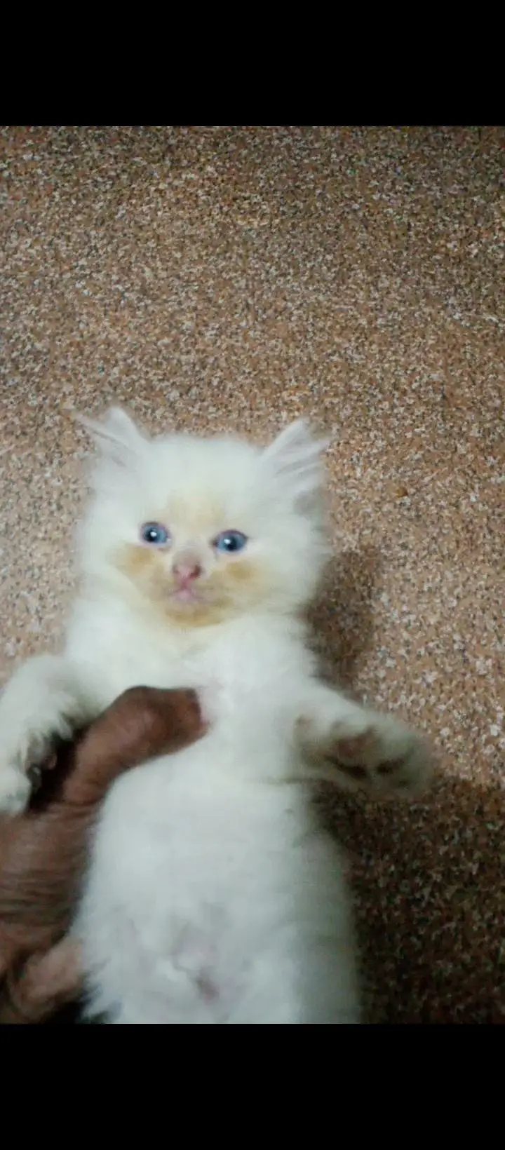 punch face triple coat kitten — photo 2