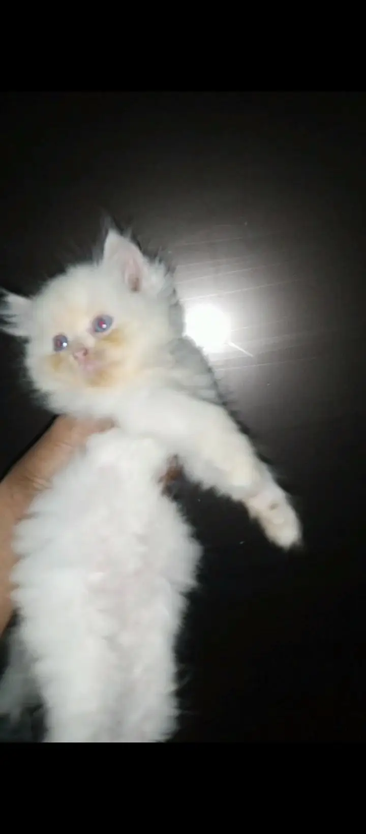 punch face triple coat kitten — photo 3