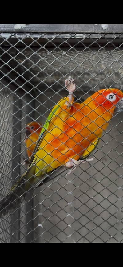 Sunconure 2 Males With DNA Read Ad