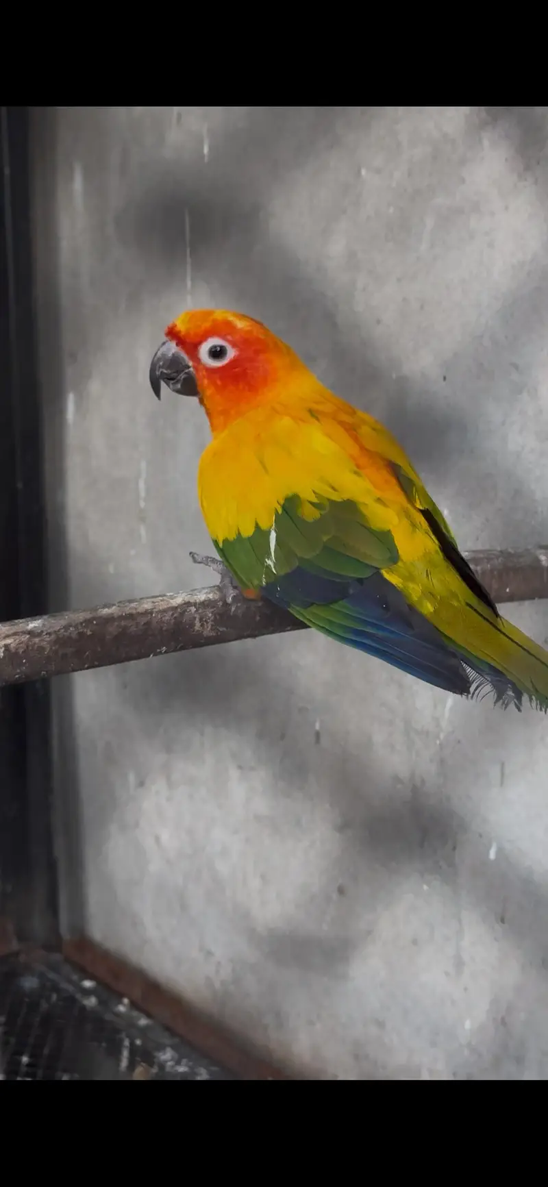 Sunconure 2 Males With DNA Read Ad — photo 2