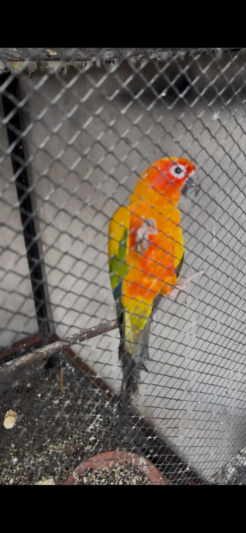 Sunconure 2 Males With DNA Read Ad — photo 3