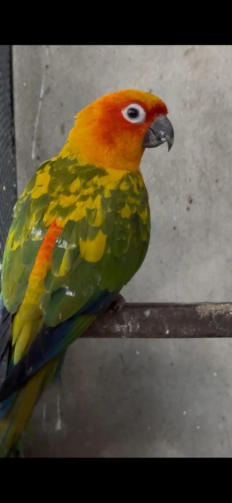 Sunconure 2 Males With DNA Read Ad — photo 4