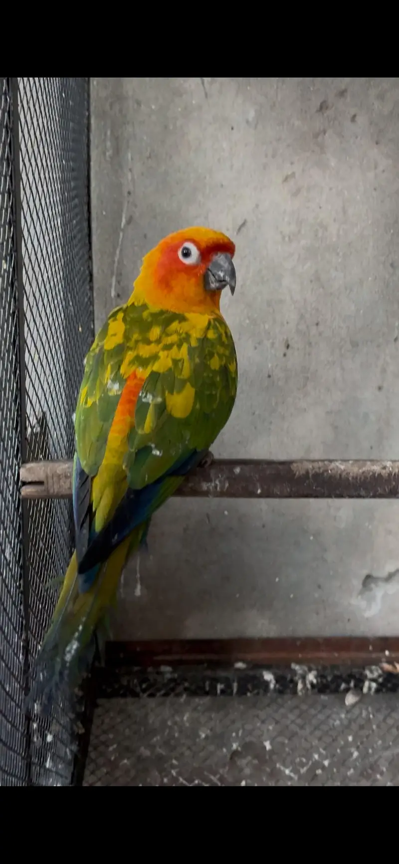 Sunconure 2 Males With DNA Read Ad — photo 5