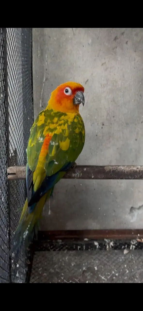 Sunconure 2 Males With DNA Read Ad — photo 6