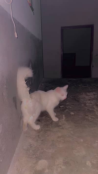 African cat