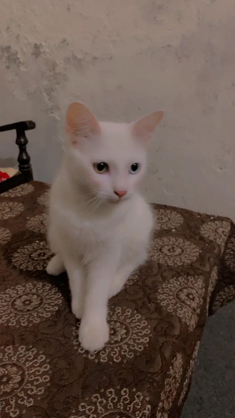 African cat — photo 3