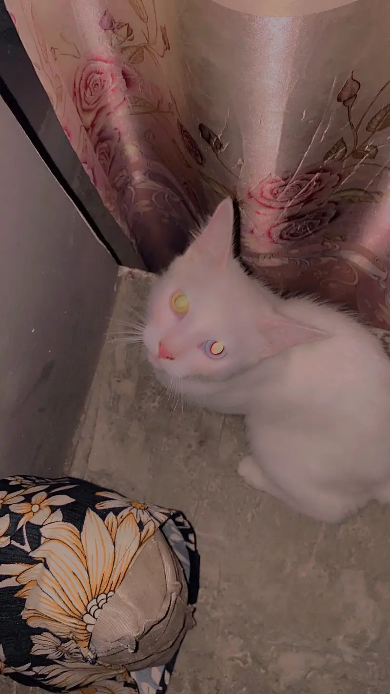 African cat — photo 4