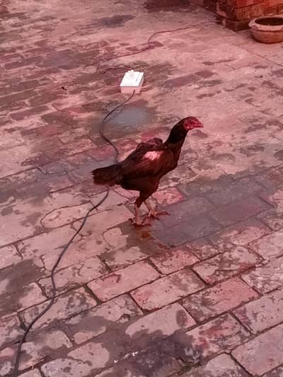 Thai Aseel Hen For Sale