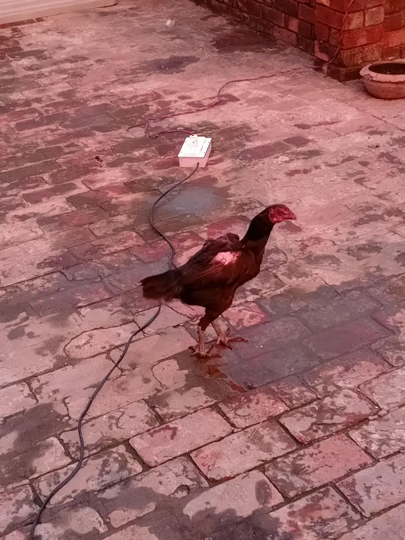 Thai Aseel Hen For Sale — photo 2