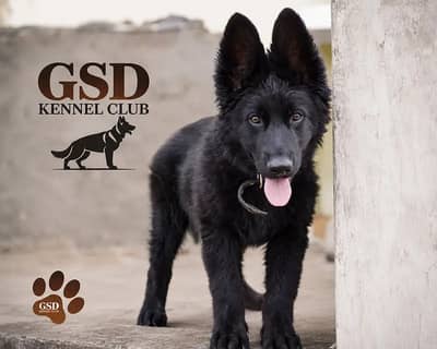 black shepherd | black german shepherd | long coat | gsd puppies
