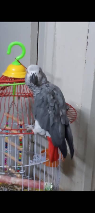 Grey Parrot For Urgent Sale