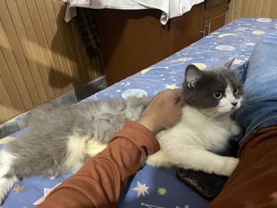 Persian grey and white cat