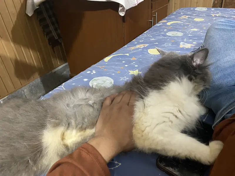 Persian grey and white cat — photo 2
