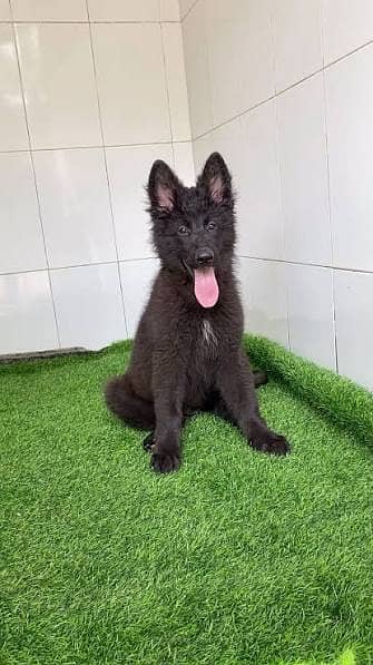 black shepherd | black german shepherd | long coat | gsd puppies