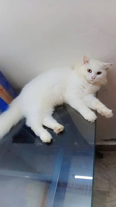 Persian female cat for sale