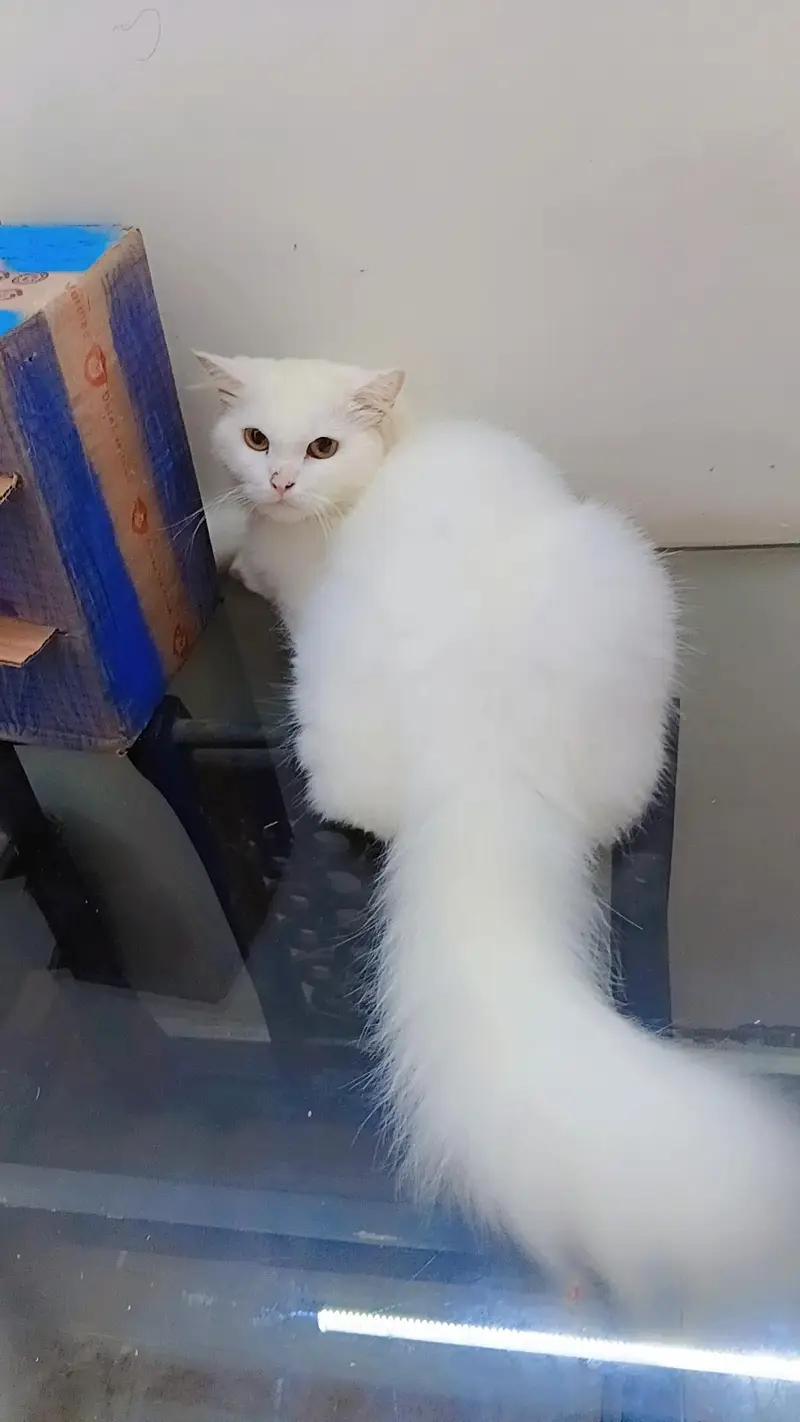 Persian female cat for sale — photo 2