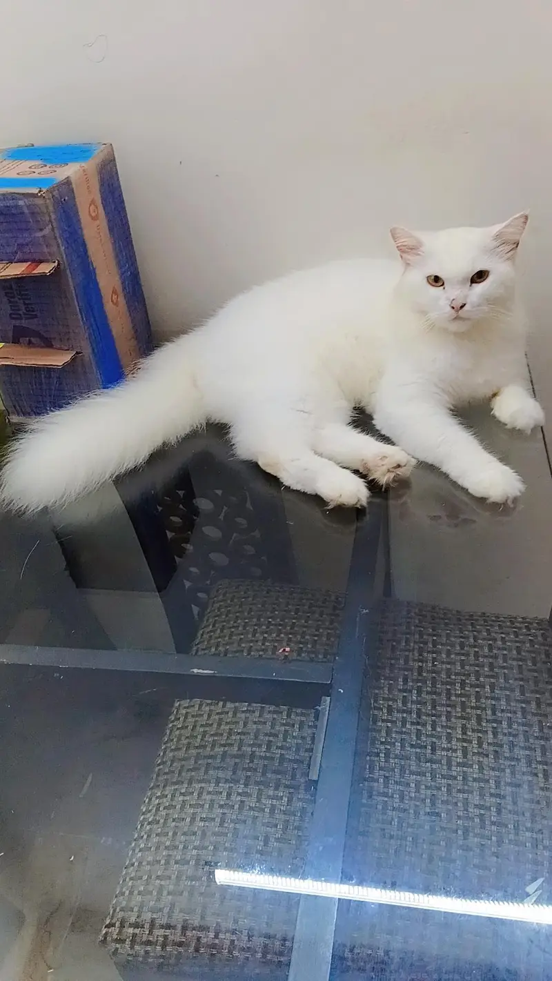 Persian female cat for sale — photo 3