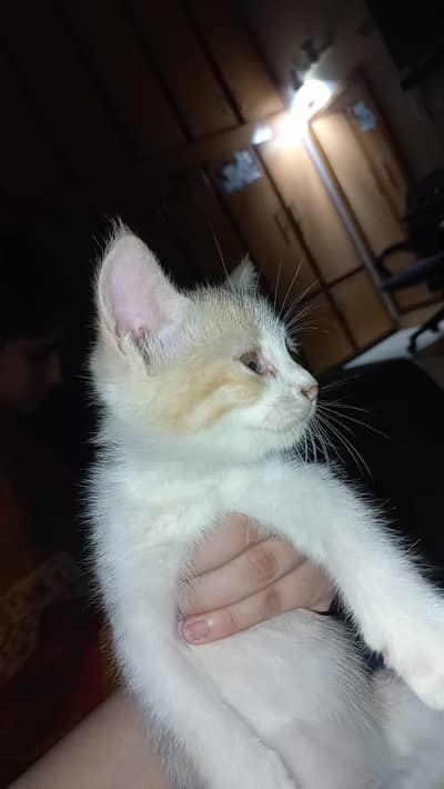 female kitten for sale