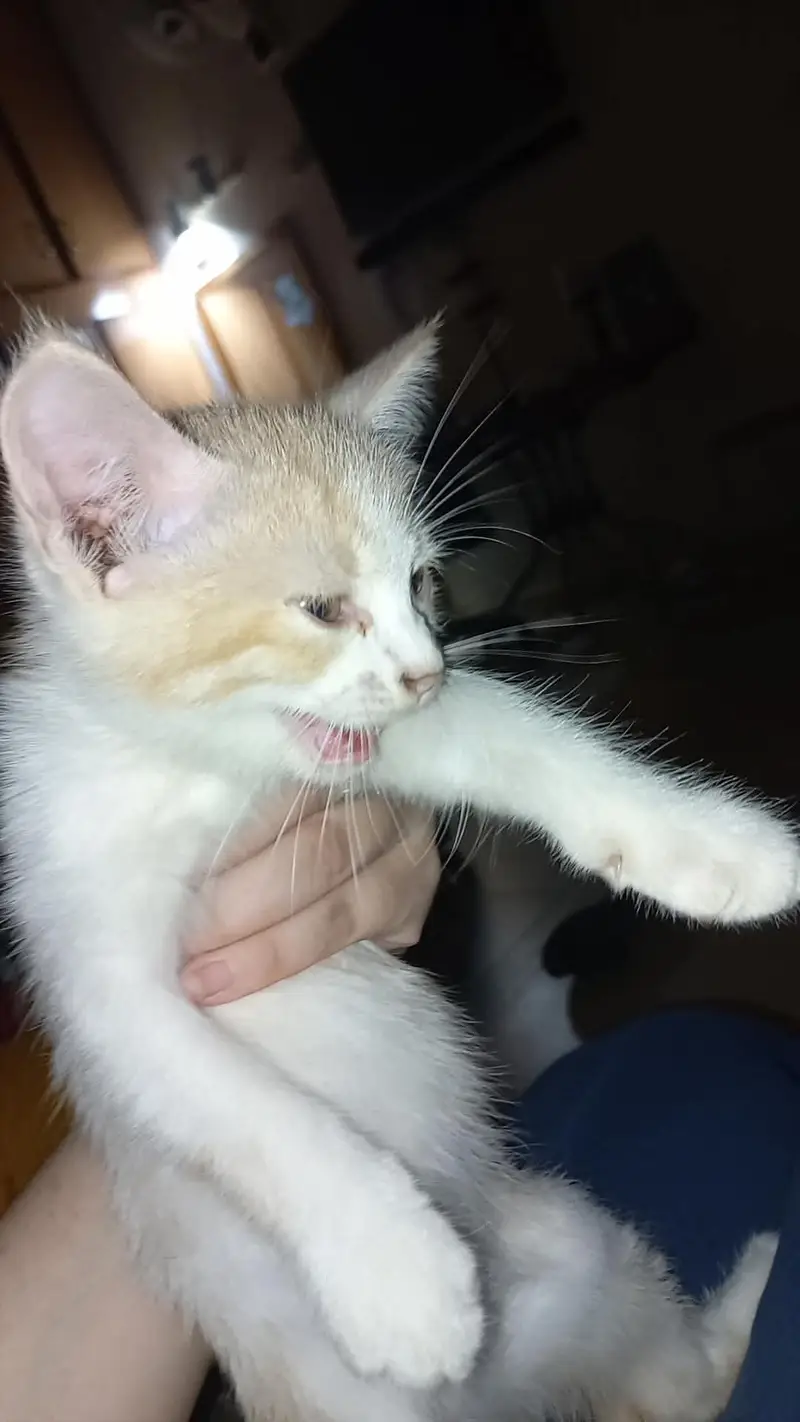 female kitten for sale — photo 2